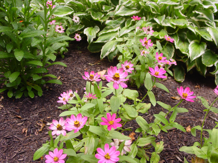 Zinnia Profusion cherry